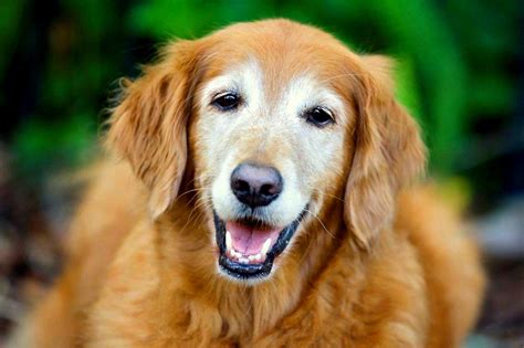 Senior Dogs Have The Most Beautiful Frosted Faces Life With Dogs
