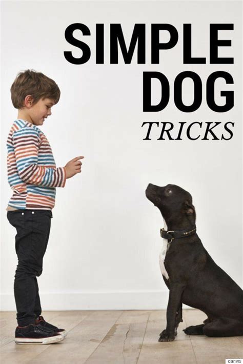 Simple Dog Tricks Youll Want To Teach Your Dog Huffpost Canada Life