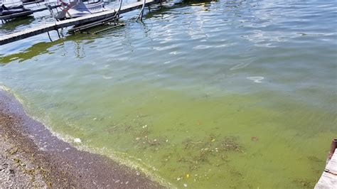 Blue Green Algae Blooms Reported In Three Finger Lakes