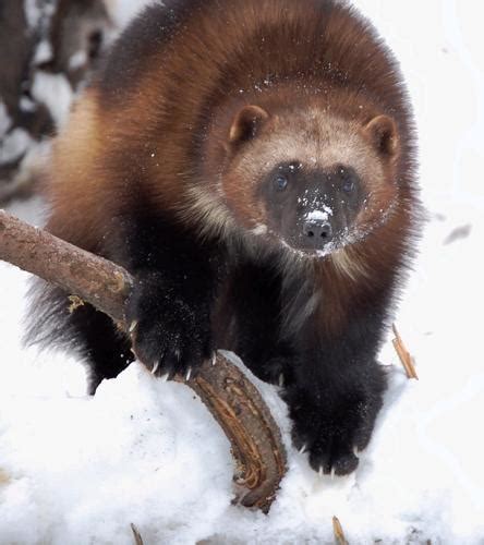 Wolverines Once Again Proposed For Endangered Species Act Protection