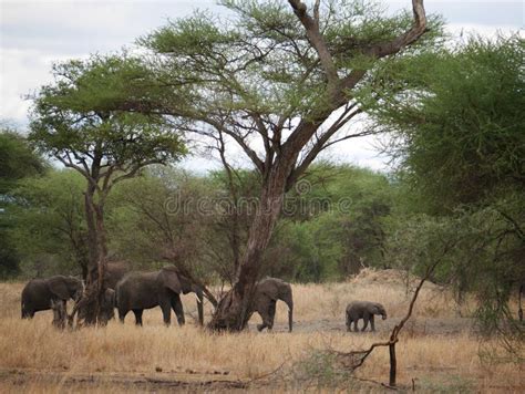 Elephants On Tarangiri Ngorongoro Safaris In Africa Stock Image Image