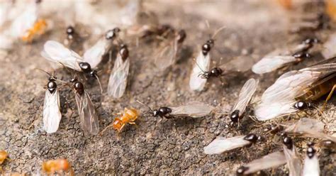 Why Do Flying Ants Suddenly Appear After Rain Explained