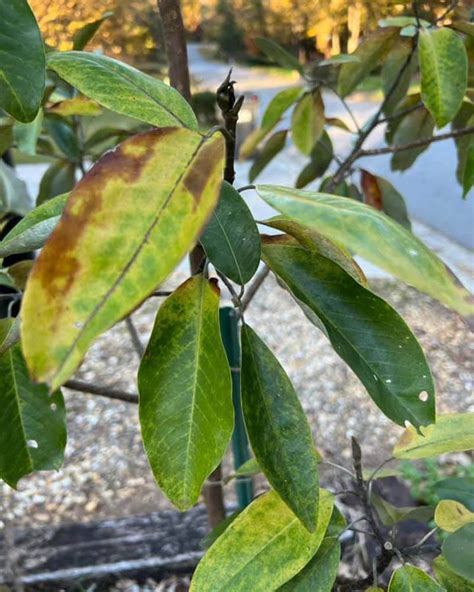 Magnolia Tree Leaf Pictures