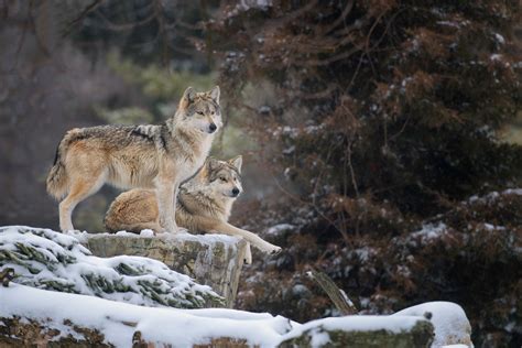 Petition Free Two Captured Endangered Mexican Wolves One Green