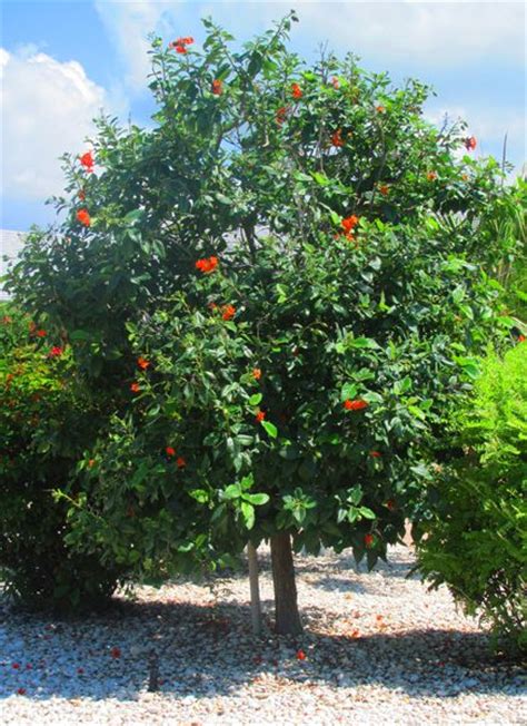 The orange geiger tree is very tropical and although they do fine even in full arizona sun,if it hits 32 degrees over the winter,they are dead.i have a few in my greenhouse that are flowering and they are. Weeks Landscaping, Inc