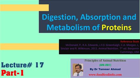 lecture 17 part 1 protein digestion absorption and metabolism youtube