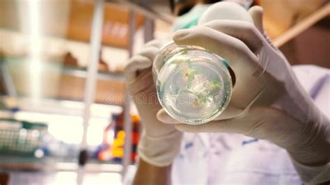 Plant Cell And Tissue Culture Technology Laboratory Stock Footage