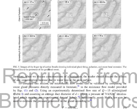 Figure 3 From The Microfluidics Of The Eccrine Sweat Gland Including