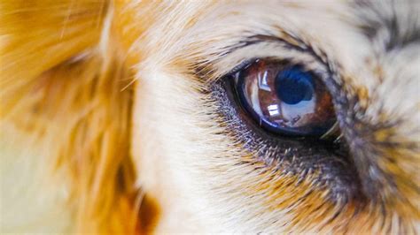 Check out inspiring examples of glaucoma artwork on deviantart, and get inspired by our community of talented artists. Glaucoma: An Eye Emergency | Healthy Dogs | Animal Planet