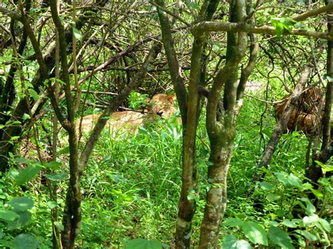 Lions In The Bushy Wilderness Of Nairobi National Park Kenya Rwildlife