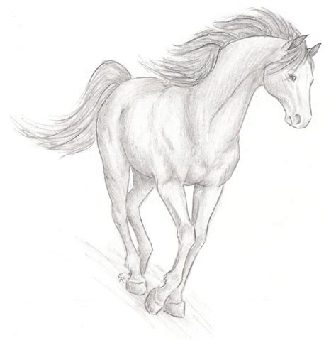 Realistic Horse Sketch By Wildspiritwolf On Deviantart