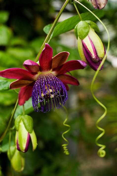 An Open Flower And Buds As Well As Stem And Curling Tendrils Of A Purple Passion Flower