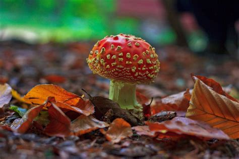 Autumn Mushroom Wallpapers Wallpaper Cave