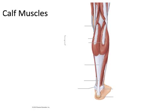 Calf Muscles Diagram Quizlet
