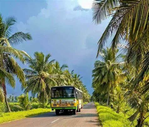 A Green Bus Driving Down A Road Surrounded By Palm Trees And Tall