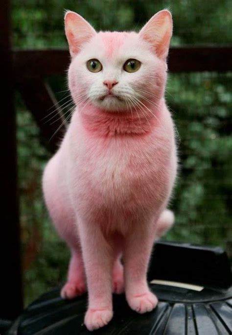 Pink Thing Of The Day Pink Pussycat Pink Cat Cats Pink