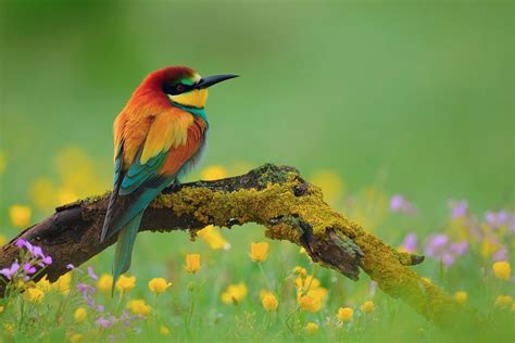 Nature Animal Bird National Geographic Green Flower Hd