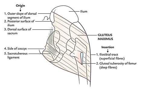 Muscles Of The Gluteal Region Earths Lab