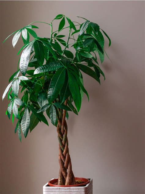 Below are simple tips to continue caring for your money tree over time. Pachira Money Tree - Learn How To Care For Money Tree Plants