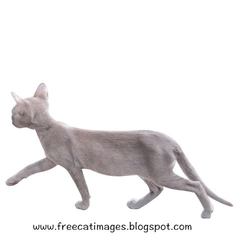 Free Cat Images Free Walking Cat Cut Out With Transparent