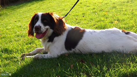 Stud Dog - liver and white working springer spaniel - Breed Your Dog