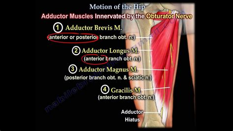 The human spine is composed of 4 sections of vertebrae. Anatomy of Movement Of The Hip - Everything You Need To Know - Dr. Nabil Ebraheim - YouTube