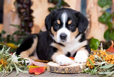 Entlebucher Mountain Dog Breed Info Pics Traits And Facts Hepper