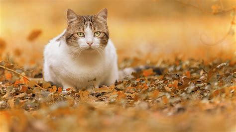 White And Brown Cat Is Standing On Fall Leaves Hd Animals Wallpapers