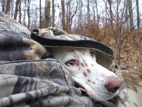 How To Hunt Fall Turkeys With Dogs Realtree Camo
