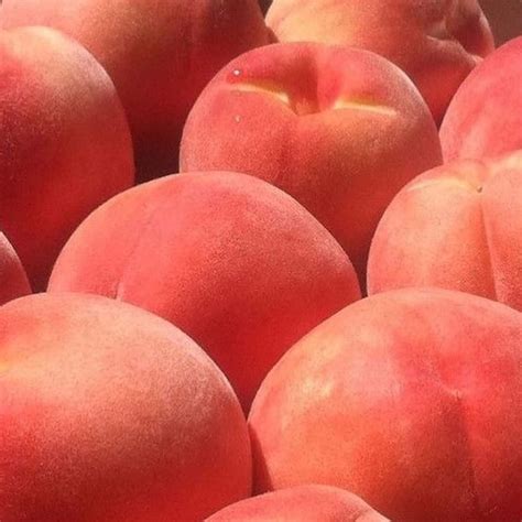 Follow Me Woahvsco For More Peach Aesthetic Peach Nectarine