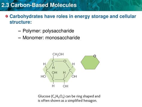 Leq How Do Biological Molecules Store Information Ppt Download