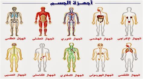 , ماهي مواصفات احلى طائر فالعالم. صور جسم الانسان , ماهي مكونات جسم الانسان - كارز