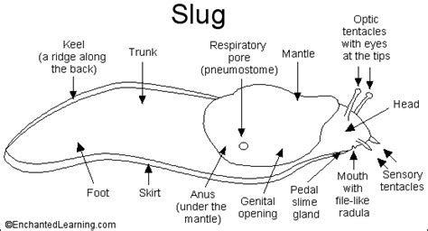 Slug Printout Slugs Anatomy Enchanted Learning