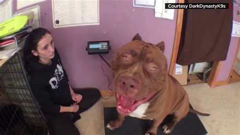‘hulk the giant pit bull has many doing a double take