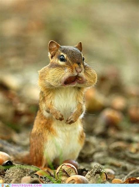 Chipmunks Are Silly Creatures Animals Cute Animals Funny Memes