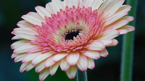 Pink Gerbera Daisy Flower Wallpaper Iphone Android And Desktop Backgrounds