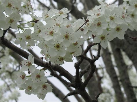 Cleveland Select Flowering Pear From Stark Bros In 2023 Flowering