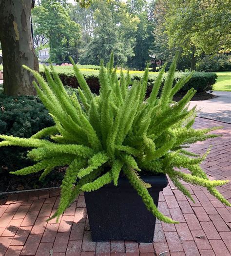 Foxtail Ferns Are Great For Landscaping And Also As Houseplants Cool