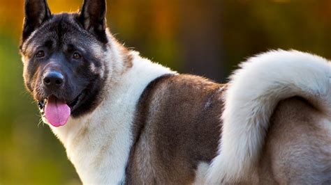 Akita Dog Breed Information Pictures Facts 1 Telegraph