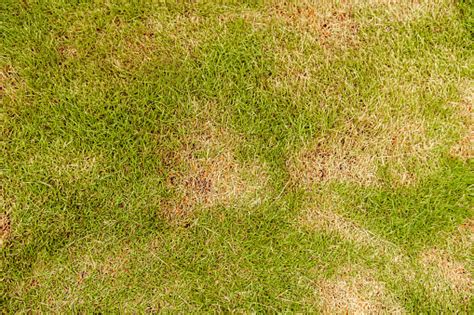 How To Keep Fungal Diseases From Your Maryland Lawn Organic Lawns