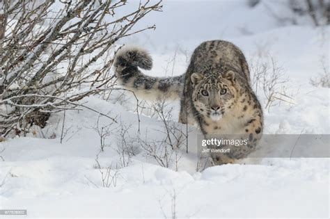 A Snow Leopard Walking Through The Snow High Res Stock Photo Getty Images