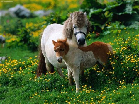 Everything You Need To Know About Ponies And Their Care Pethelpful