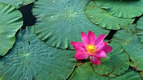 Your lotus flower stock images are ready. Fondos de pantalla : hojas, agua, naturaleza, verde, Rosa ...