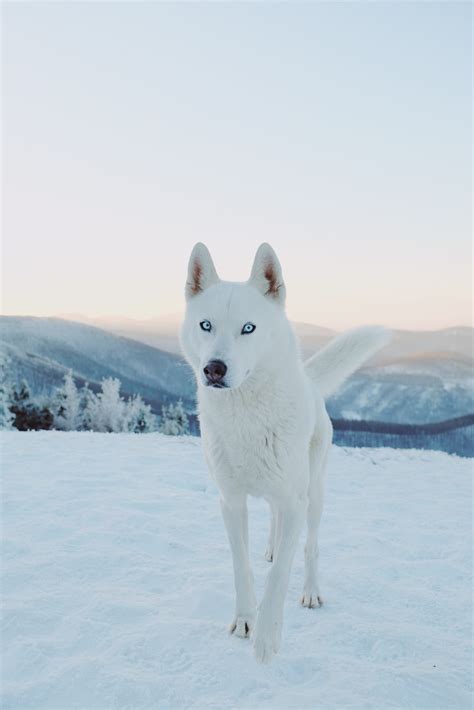 White Siberian Husky On Snow Covered Ground During Daytime Photo Free