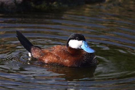 The Ruddy Duck Oxyura Jamaicensis From North America And The Andes