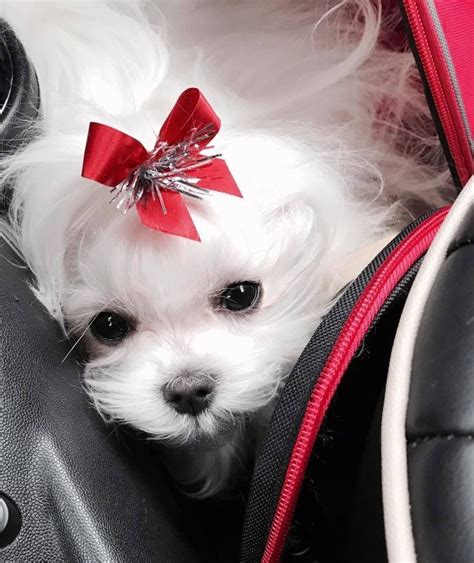A Small White Dog With A Red Bow On Its Head Sitting In A Piece Of Luggage