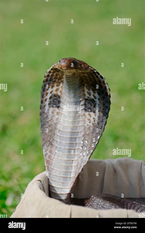 Spectacled Cobra Im Korb Der Schlangenbeschwörer New Delhi Indien