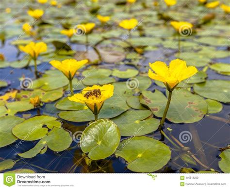 Aquatic Fringed Water Lily On A Swamp Surface Stock Image