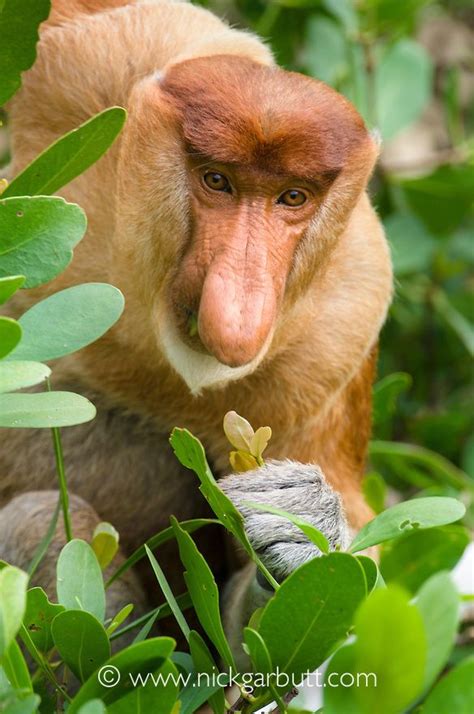 Its Fun Fact Friday The Male Proboscis Monkeys Nose Creates An Echo