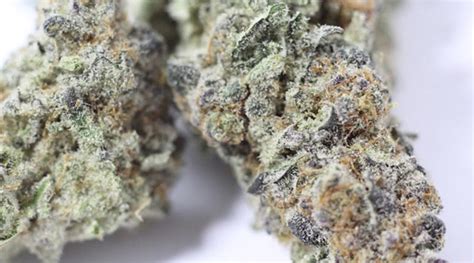 Barry White X Girl Scout Cookies Strain Review Stoner Things
